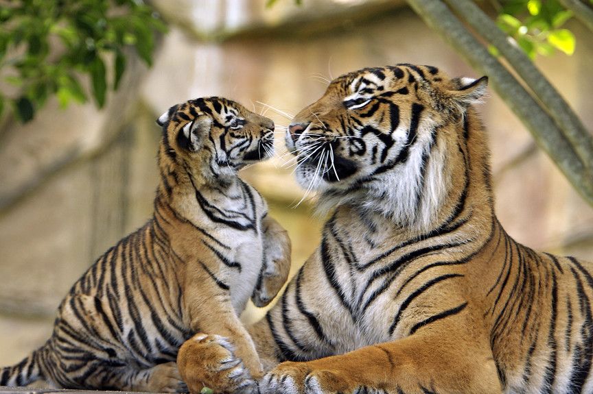 Up Close With Tigers: Is It Safe & Ethical?